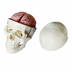 Модель человеческого черепа, 8 частей, модель мозга и шейного отдела позвоночника UL-101-1
