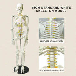Модель скелета для обучения человека (180 см) с подставкой/биологическая модель модель скелета в натуральную величину UL-101-5