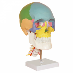 Цветная модель черепа с шейным отделом позвоночника UL-HHH