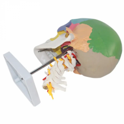 Цветная модель черепа с шейным отделом позвоночника UL-HHH