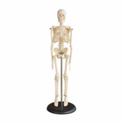 Научная медицинская модель человеческого тела 85 см, белый скелет UL-XC-102