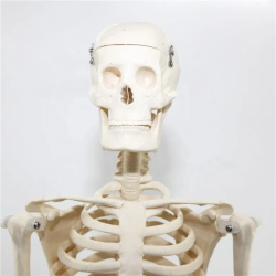 Научная медицинская модель человеческого тела 85 см, белый скелет UL-XC-102