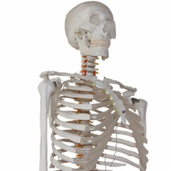 Модель человеческого скелета в натуральную величину 180 см UL-180-3