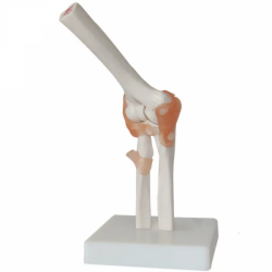 Анатомическая модель коленного сустава в натуральную величину ПВХ UL-H-1