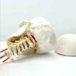 Обучающая модель черепа в натуральную величину UL-OB