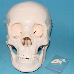 Обучающая модель черепа в натуральную величину UL-OB