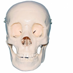 анатомическая модель черепа в натуральную величину UL-104