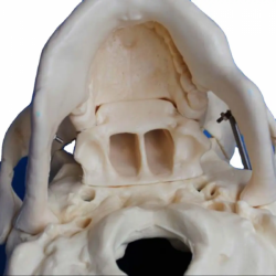 анатомическая модель черепа в натуральную величину UL-104