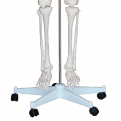 человеческий скелет высотой 180 см в натуральную величину для обучения симуляции UL-101-7