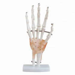 Сустав руки в натуральную величину с анатомической моделью связок UL-E-3