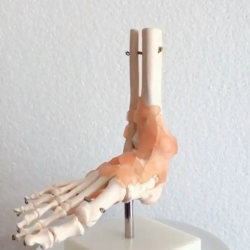 Модель голеностопного сустава стопы человека в натуральную величину и скелетная модель связочного аппарата стопы и анатомическая