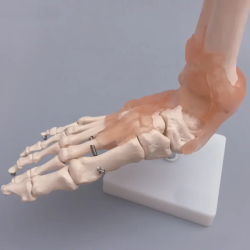 Модель голеностопного сустава стопы человека в натуральную величину и скелетная модель связочного аппарата стопы и анатомическая