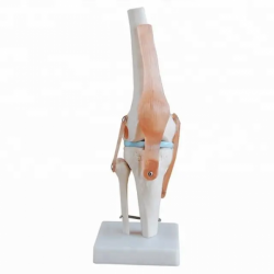 Анатомическая модель коленного сустава в натуральную величину для преподавания и обучения UL-E-1