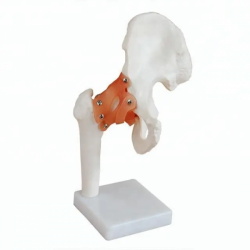 Анатомическая модель тазобедренного сустава в натуральную величину для преподавания и обучения UL-110