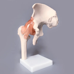 Анатомическая модель тазобедренного сустава в натуральную величину для преподавания и обучения UL-110