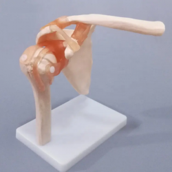 Анатомическая модель плечевого сустава в натуральную величину для преподавания и обучения UL-109-1
