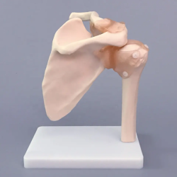 Анатомическая модель плечевого сустава в натуральную величину для преподавания и обучения UL-109-1