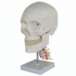 Модель черепа с шейным отделом позвоночника UL-14