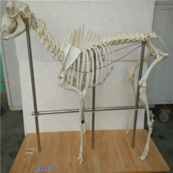 яркая настоящая кость животного UL-00