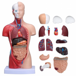 Модель человеческого тела Съемная анатомическая модель 15 частей Модель органов человеческого торса UL-J-421