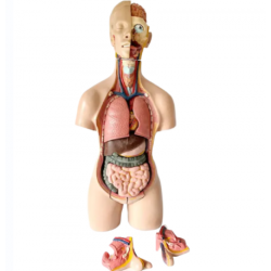 Модель туловища человека двуполая 55 см, 20 частей