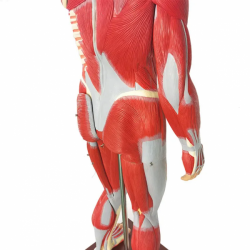 Анатомическая модель человеческой мышцы в натуральную величину с органами Съемная мускулистая модель всего тела 27 UL-46