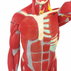 Анатомическая модель человеческой мышцы в натуральную величину с органами Съемная мускулистая модель всего тела 27 UL-46