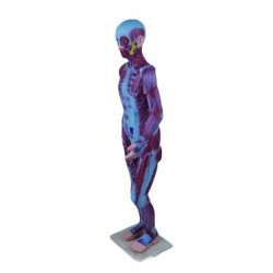 Модель анатомии мышц человека UL-02001