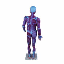 Модель анатомии мышц человека UL-02001