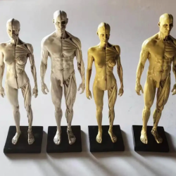 Художественная скелетно-мышечная анатомическая модель человека,  30см UL-Y208