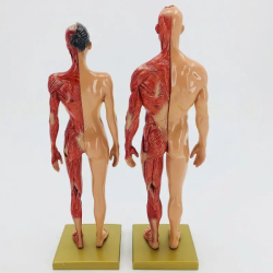 скелетно-мышечная анатомическая структура человека UL-30