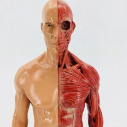 скелетно-мышечная анатомическая структура человека UL-30