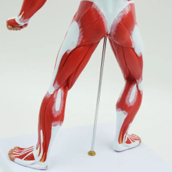 Модель анатомии мышц человеческого тела, размер 50 см UL-XV2
