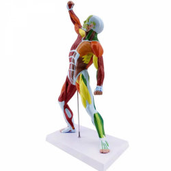 50 см мышечная анатомия человека модель изобразительного искусства медицинская цветная модель мышц всего тела модель движения UL