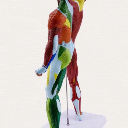 50 см мышечная анатомия человека модель изобразительного искусства медицинская цветная модель мышц всего тела модель движения UL