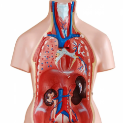 Медицинская модель для обучения анатомии туловища человека 85 см, 23 части UL-204