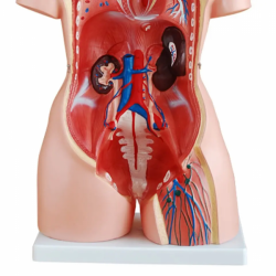 Медицинская модель для обучения анатомии туловища человека 85 см, 23 части UL-204