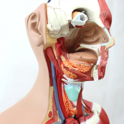 Анатомическая модель тела человека с органами 85см 40 деталей UL-208