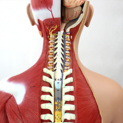 Анатомическая модель тела человека с органами 85см 40 деталей UL-208