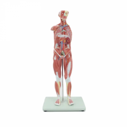 Модель мышц всего тела человека 78 см UL-M2