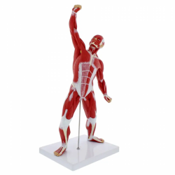 Модель мышц человека 20 дюймов Мини-фигурка мышц человека Анатомия человека Модель мышц Модель мышечной системы UL-7-10-4