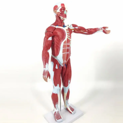 Анатомическая модель мышц человека с органами, съемная модель мышц всего тела UL-M5