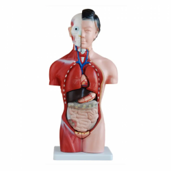 Женский торс, 15 шт., модель туловища из ПВХ, обучающая модель человеческого тела, 42 см UL-J-421