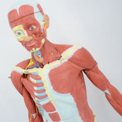 Модель анатомии мышц мужского человеческого тела 140см UL-326-1