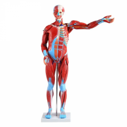 80-сантиметровая мышечная модель анатомии человека с 27 частями анатомических мышц и органов человека UL-M7
