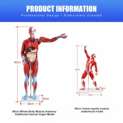 80-сантиметровая мышечная модель анатомии человека с 27 частями анатомических мышц и органов человека UL-M7