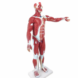 Анатомическая модель мышц человека со съемными органами, мускулистая модель всего тела, 27 частей  UL-M8
