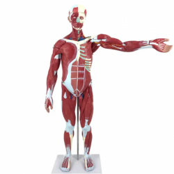 Анатомическая модель всего тела человеческие мышцы UL-M9