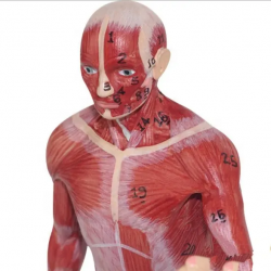 Модель анатомии человеческого тела, медицинское обучение, 3D модель анатомии мышц UL-326-1