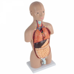 Медицинская модель туловища человека с органами UL-X01